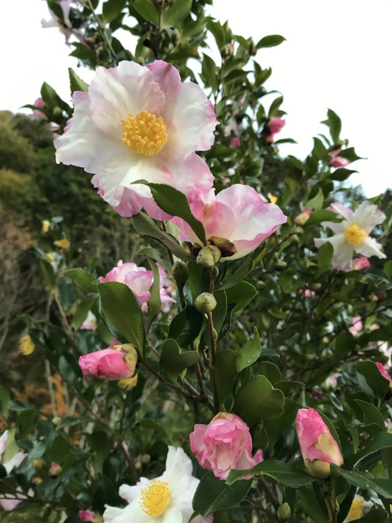 冬を耐える花 サザンカの香り 丹波ベジキッチン